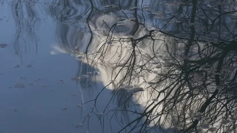 Reflection of trees in water Video stock 74017831