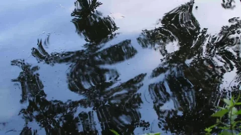 Reflection of trees in water Stock Footage 78412847