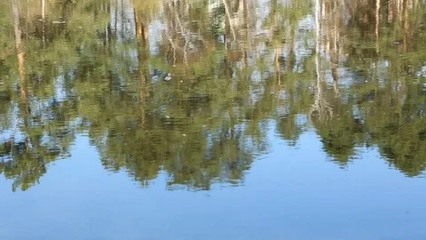 Reflection of trees in water Video stock 81268099