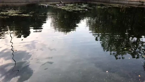 Reflection of trees in water Stock-Footage 94776637