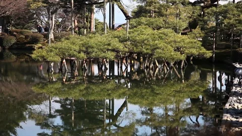 Reflection of Trees in water Stock Footage 104417943