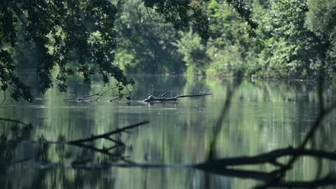 Reflection of trees in water Stock Footage 133807966