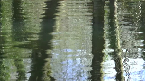 Reflection Of Trees On Water Stock Footage 151898987