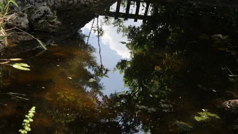Reflection of trees in water Video stock 194708868