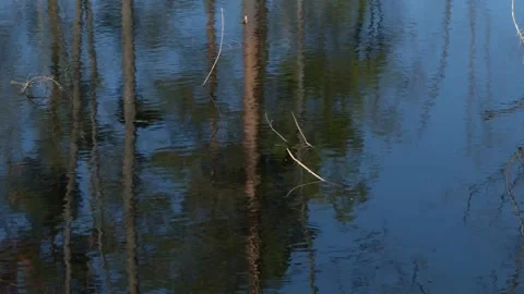 Reflection of trees in the water. Stock Footage 203415336