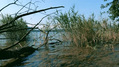 Reflection of trees in water Stock Footage 228716774