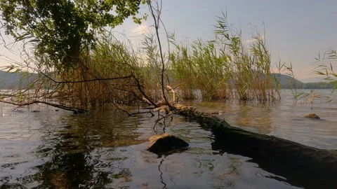 Reflection of trees in water Stock Footage 228716893