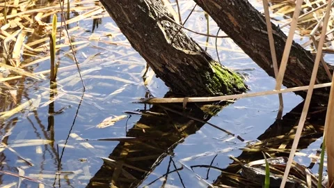 Reflection of trees in water Stock Footage 238664010