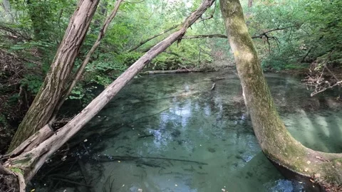 Reflection of trees in the water Stock Footage 253936401