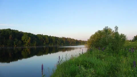 Reflection of trees in water Stock Footage 276876528