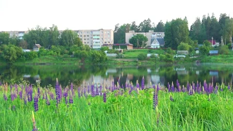 Reflection of trees in water Stock Footage 276876627