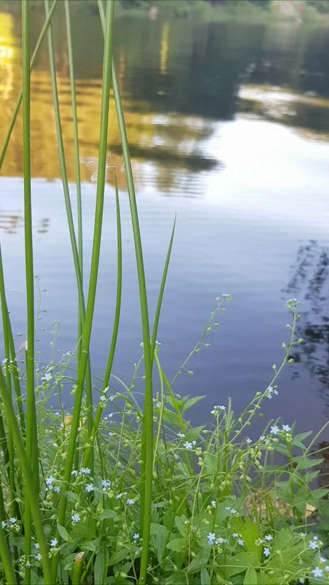 Reflection of trees in water Stock Footage 279586286