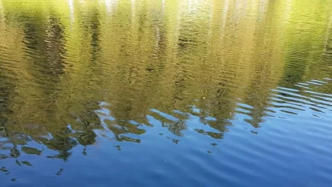Reflection of trees in water Stock Footage 279587664