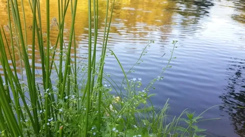 Reflection of trees in water Stock Footage 279588275