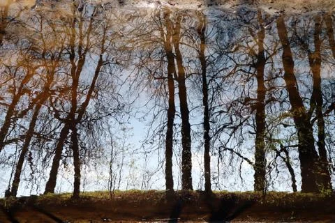 The reflection of the trees in the water of the forest lake is mysterious and Stock Photos