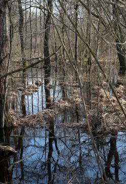 Reflection of trees in the water forest Stock Photos