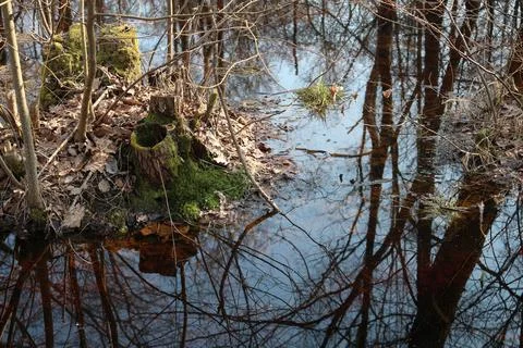 Reflection of trees in the water forest Stock Photos