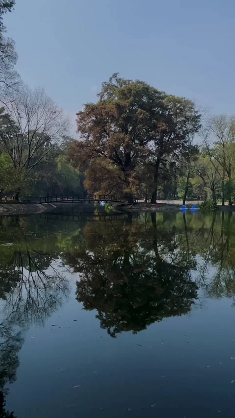 Reflection of trees in the water. Lake in the park Stock Footage 322873005