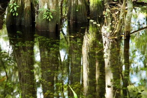 Reflection of trees in water Stock Photos