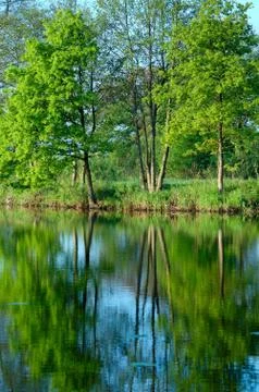 Reflection of trees in the water Stock Photos