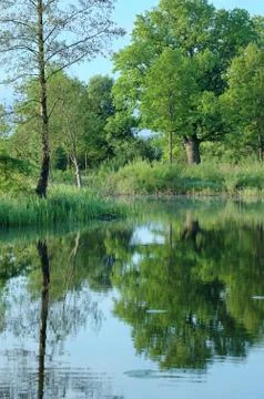 Reflection of trees in the water Stock Photos