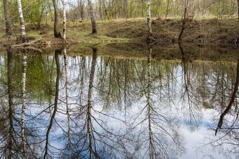 Reflection of trees in water. Stock Photos