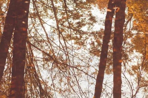 Reflection of trees in water Stock Photos