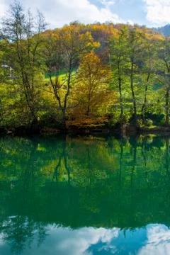 Reflection of the trees in the water Stock Photos
