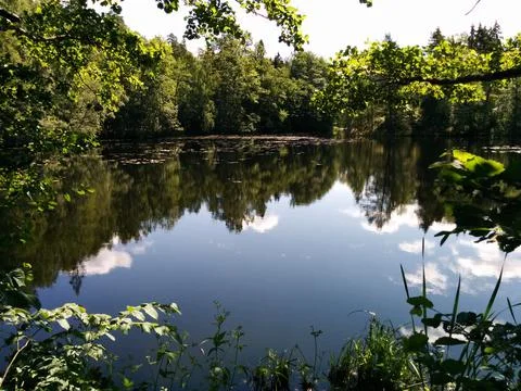 Reflection of trees in the water Stock Photos