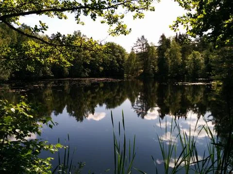 Reflection of trees in the water Stock Photos