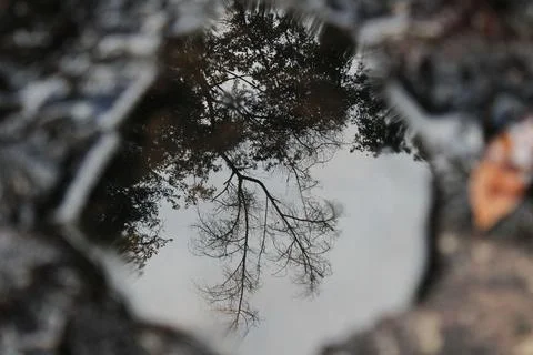 Reflection of Trees in Water Stock Photos