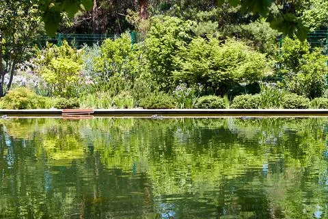 Reflection of trees in the water of a pond Stock Photos