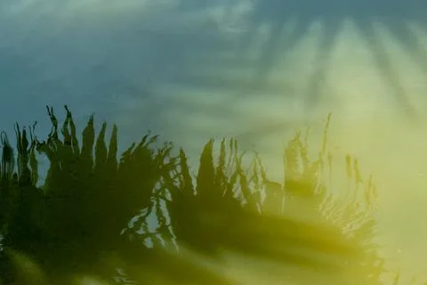 The reflection of trees in the water onto the pond surface Stock Photos