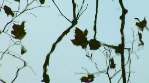 Reflection of trees in water on the Potomac River Stock Footage 38875624