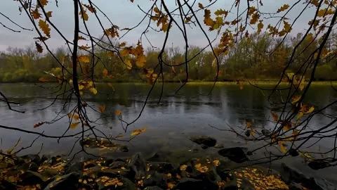 Reflection of trees in the water in rainy day Stock Footage 236066030