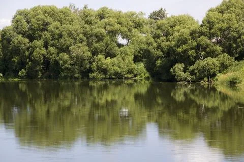 Reflection of trees in the water of the river. Summer landscape. Stock Photos