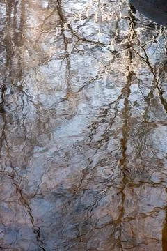 Reflection of trees on the water surface Stock Photos