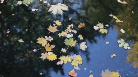 Reflection of trees in water. Yellow and orange leaves on the pond Stock Footage 69191196