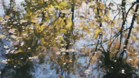 Reflection of trees in water. Yellow and orange leaves on the pond Stock Footage 69191579
