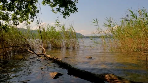 Reflection of trees in waterr Stock Footage 220313248