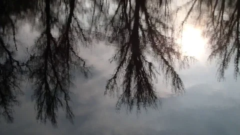 Reflection of trees without leaves in water  . Stock Footage 122252947