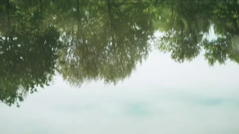 The reflection of trees in the woods from a body of water, like a pond or lake. Stock Footage 309125645
