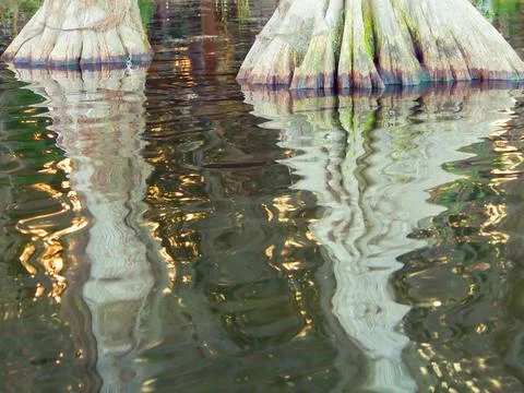 Reflection of two wide buttresses of cypress trees in a coastal swamp Stock Photos