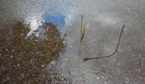 Reflection of the Ukrainian flag, tree and street lamp in a puddle on the a.. Stock Photos