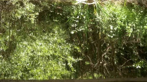 Reflection of vegetation in the water Stock Footage 73887942