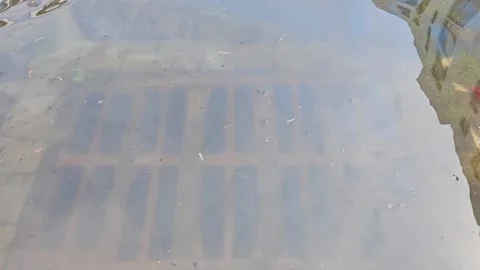 Reflection of water and bits of mud in the puddle. Summer day Stock Footage 248969455