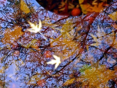 Reflection in water, autumn Stock Photos