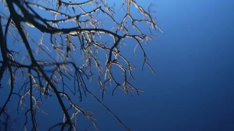 Reflection in the water of branches with the blue sky Stock Footage 236880817