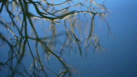 Reflection in the water of branches with the blue sky 스톡 동영상 236901735