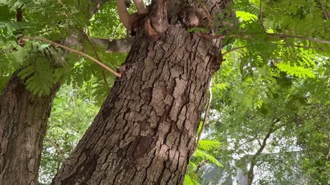 The reflection of water in the canal hits the tree trunk. Stock Footage 276704478